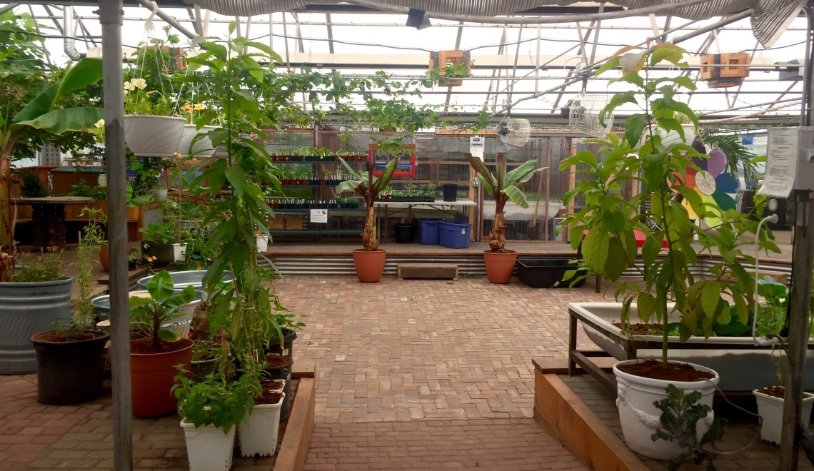 Interior of the GrowHaus greenhouse.  Photos by Veronica Penney